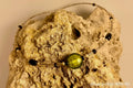 Chartreuse Foil Glass & Black Memory Wire Choker MWC-001